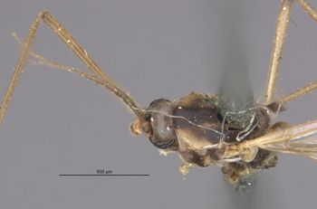 Media type: image;   Entomology 10395 Aspect: hada